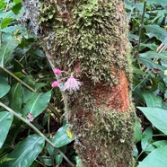 29. Syzygium cymosum .Bois de pomme rouge.( jeunes feuilles rougeâtres et boutons floraux )myrtaceae.endémique Réunion Maurice..jpeg